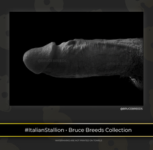 Load image into Gallery viewer, Italian Stallion • Bruce Breeds Collection Cum Towel